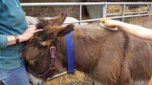 Donkey Sanctuary - Brushing