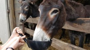 Donkeys being fed