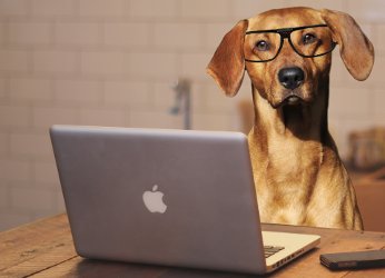 Dog and laptop