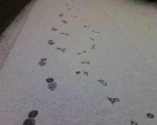 Foot and pawprints