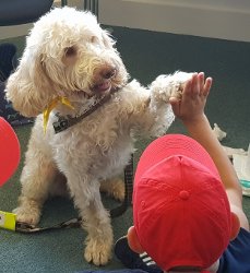 High five between boy and dog